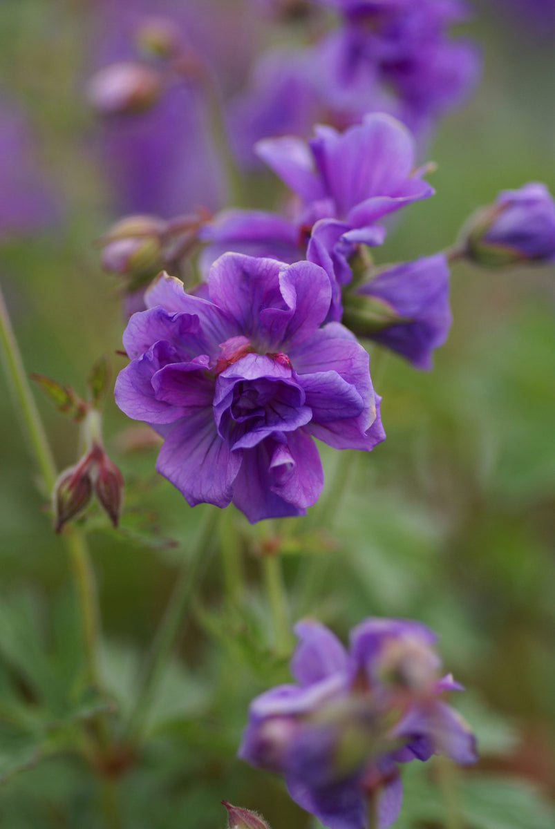 Geranium himalayense 'Plenum' – Romence Gardens & Greenhouses