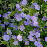 Geranium 'Rozanne' flowers