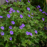 Geranium 'Rozanne'