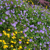 Geranium 'Rozanne'