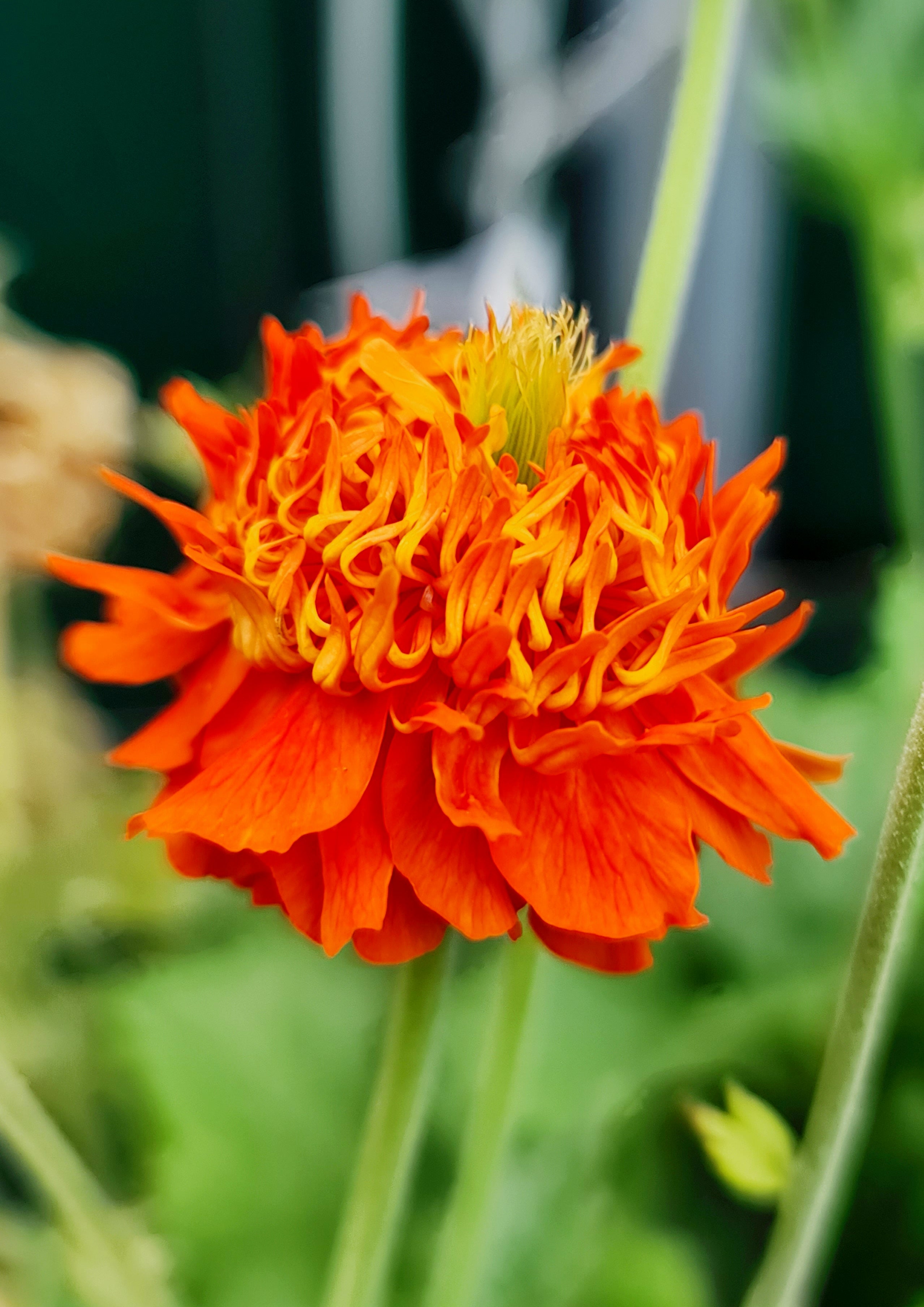 Geum coccineum 'Pumpkin Orange' - Thumbnail 2