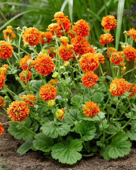 Geum coccineum 'Pumpkin Orange'