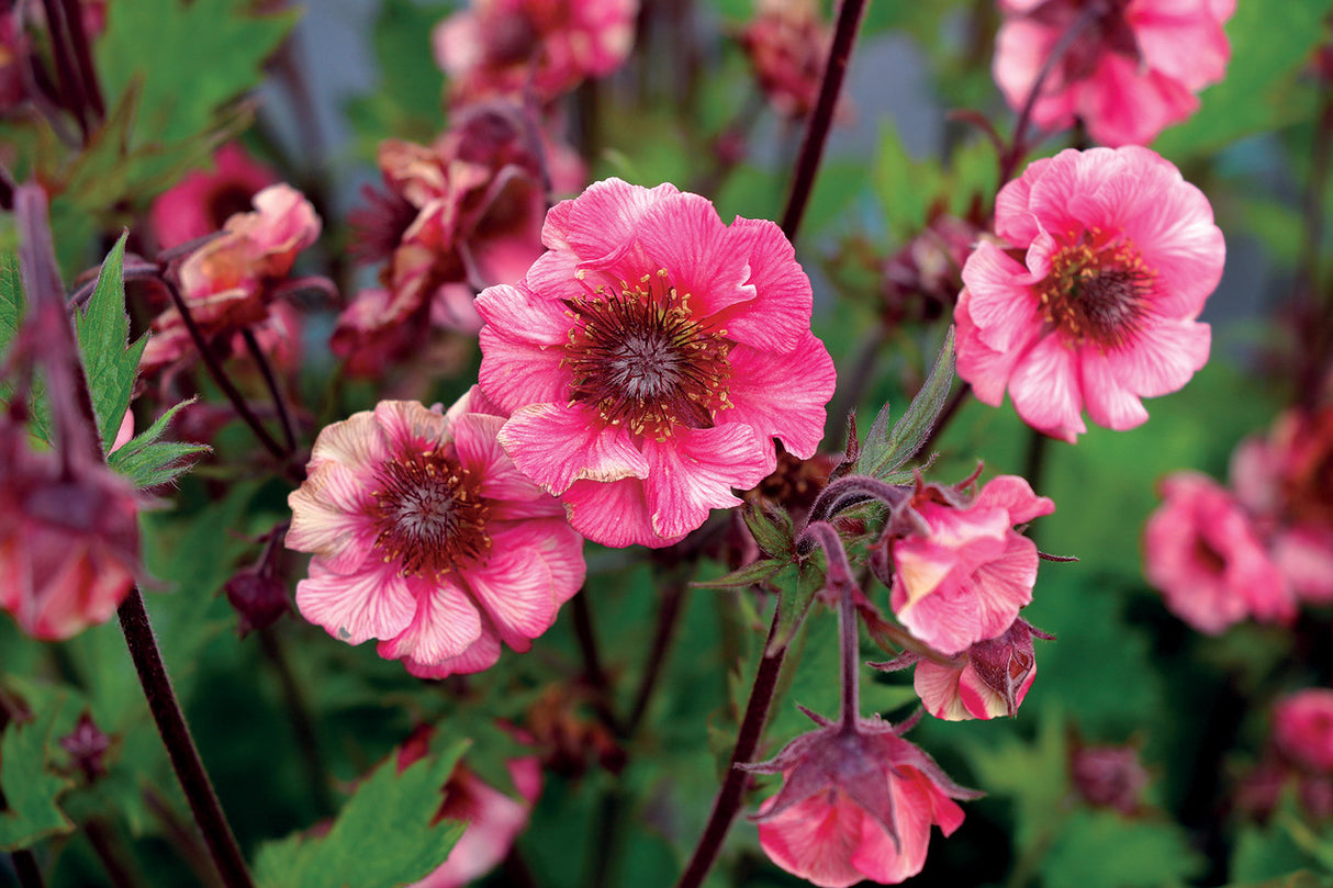 Geum 'TEMPO™ Rose'