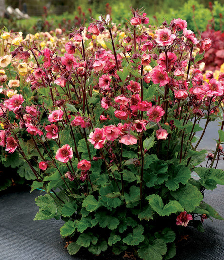 Geum 'TEMPO™ Rose'