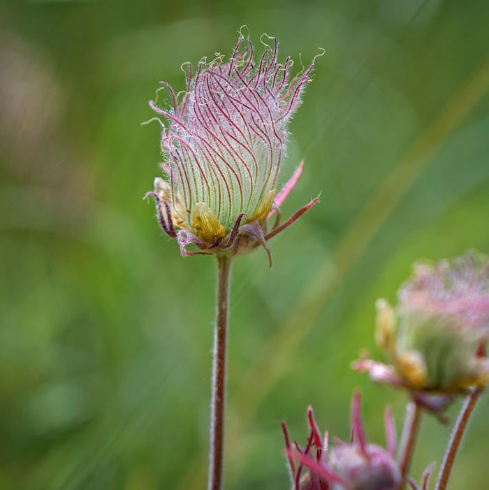 Geum triflorum 'Prairie Smoke'