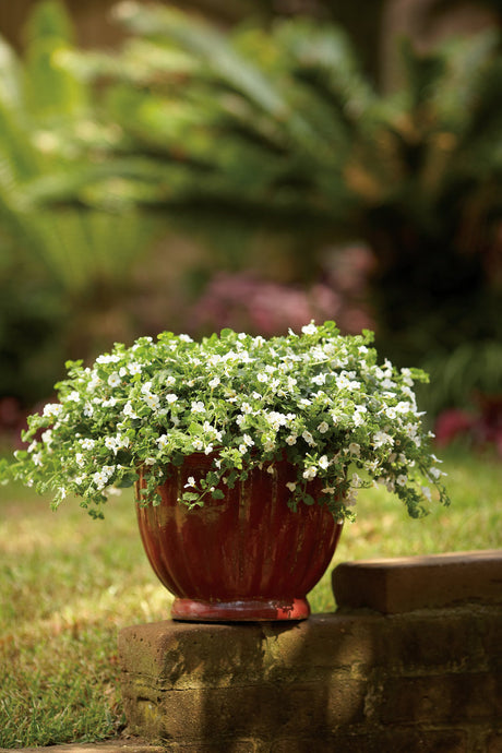 Sutera  'Snowstorm® Giant Snowflake®' in decorative pot