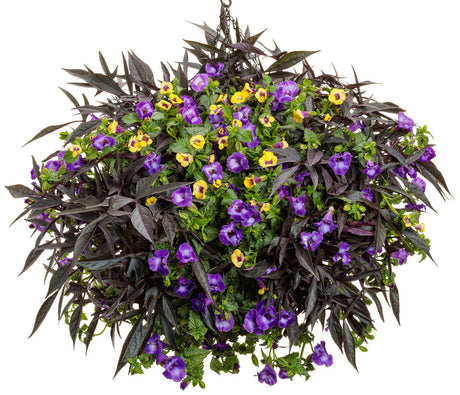 Torenia  'Catalina® Gilded Grape™' combination