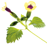 Torenia  'Catalina® Gilded Grape™' flower