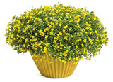 Mecardonia hybrid 'GoldDust®' in decorative pot