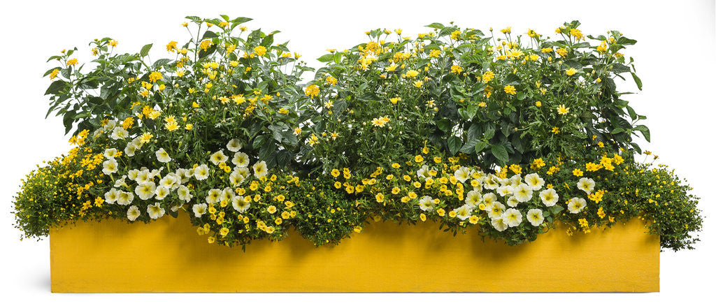 Mecardonia hybrid 'GoldDust®' combination