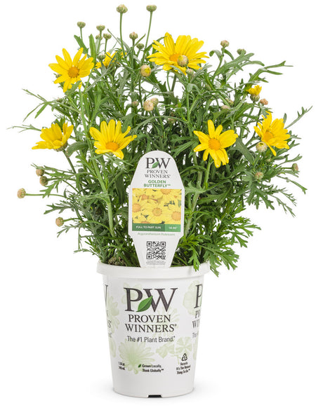 Argyranthemum frutescens 'Golden Butterfly®' in grower pot