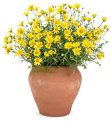Argyranthemum frutescens 'Golden Butterfly®' in decorative pot