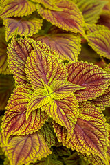 Coleus Solenostemon scutellariodes 'Colorblaze® Golden Dreams'