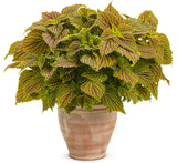 Coleus Solenostemon scutellariodes 'Colorblaze® Golden Dreams' in decorative pot