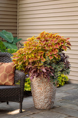 Coleus Solenostemon scutellariodes 'Colorblaze® Golden Dreams' combination