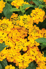 Lantana camara 'Luscious® Goldengate™'