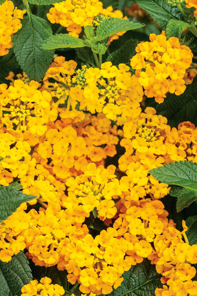 Lantana camara 'Luscious® Goldengate™'