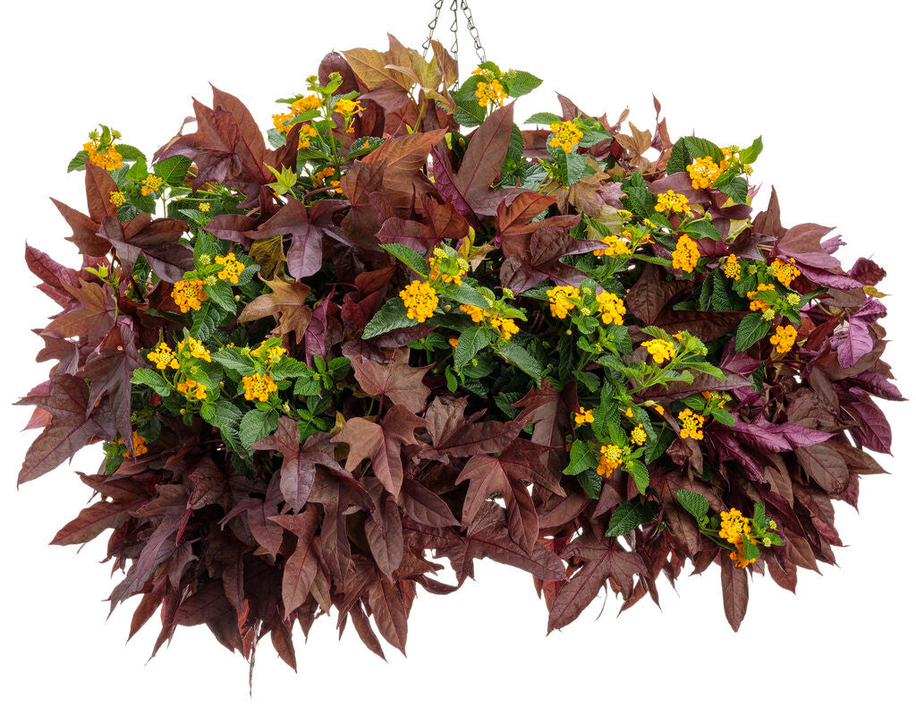 Lantana camara 'Luscious® Goldengate™' combination