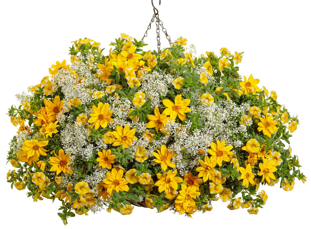 Goldilocks Rocks Bidens ferulifolia 'Goldilocks Rocks®' – Romence Gardens & Greenhouses