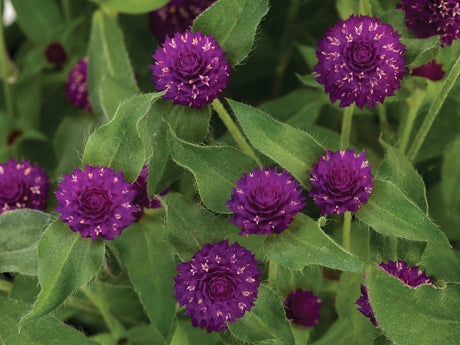 Gomphrena hybrid 'Lil' Forest™ Plum'