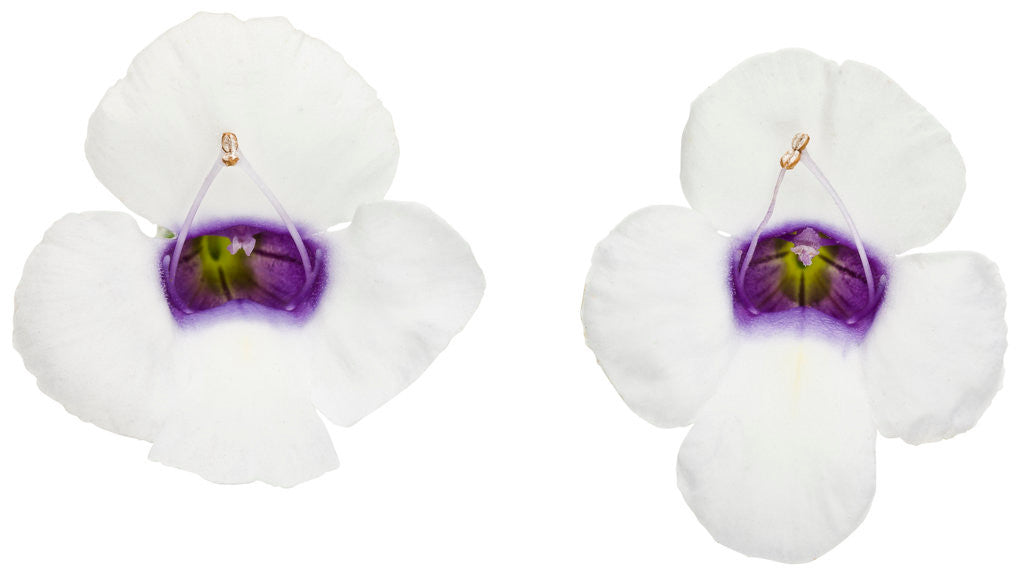 Torenia Catalina® 'Grape-O-Licious™' flowers