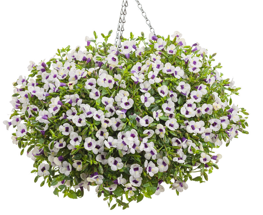 Torenia Catalina® 'Grape-O-Licious™' – Romence Gardens & Greenhouses