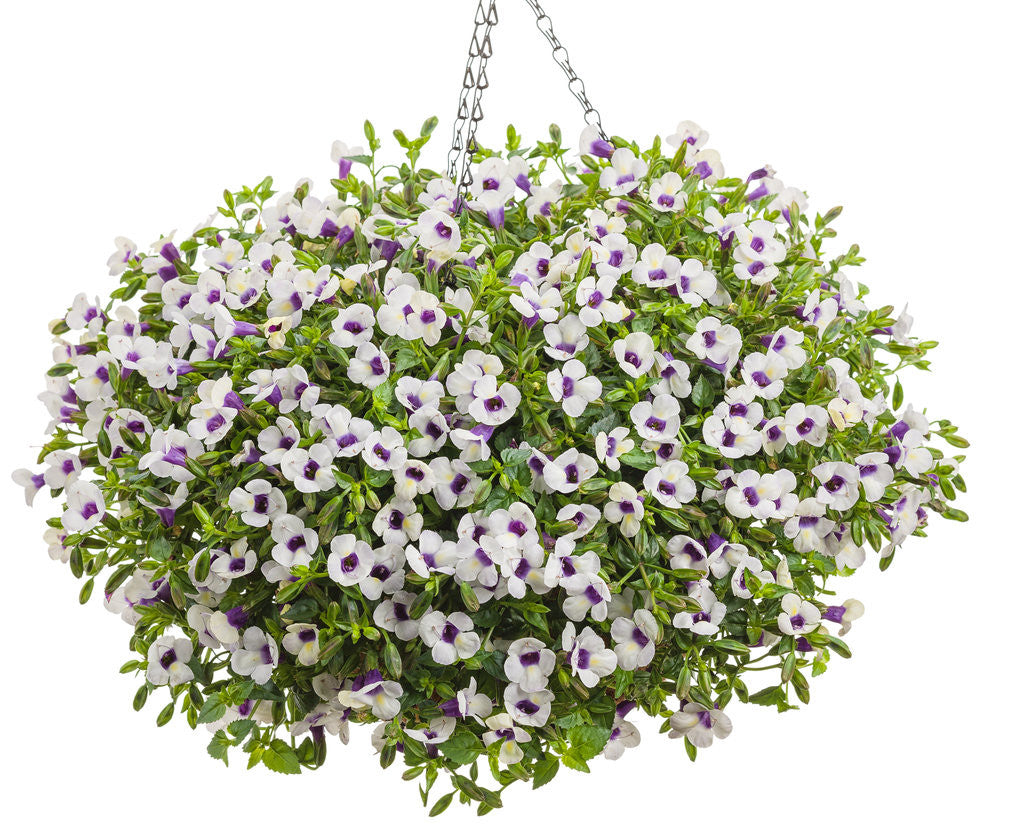 Torenia Catalina® 'Grape-O-Licious™' in hanging basket