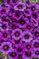 Calibrachoa hybrid 'Superbells® Grape Punch™'