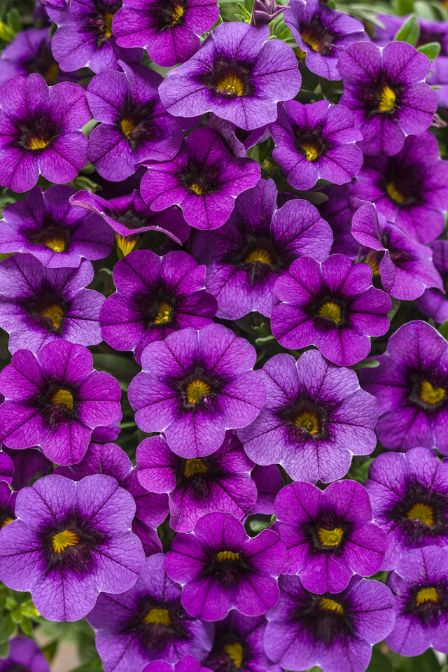 Calibrachoa hybrid 'Superbells® Grape Punch™'