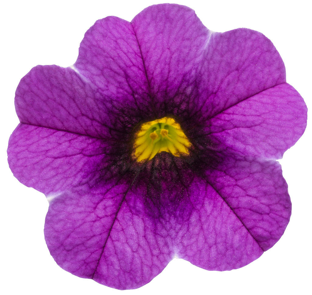 Calibrachoa hybrid 'Superbells® Grape Punch™' flower