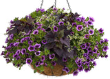 Calibrachoa hybrid 'Superbells® Grape Punch™' combination