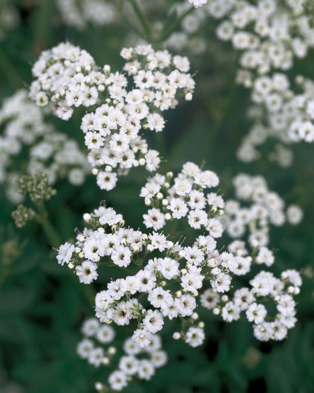 Gypsophila paniculata 'Festival Star®' close up