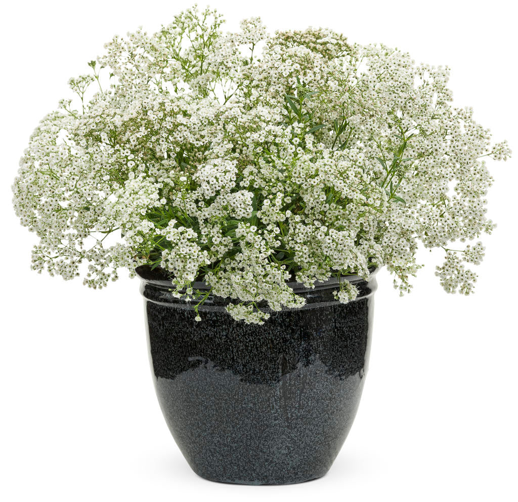 Gypsophila paniculata 'Festival Star®' in pot