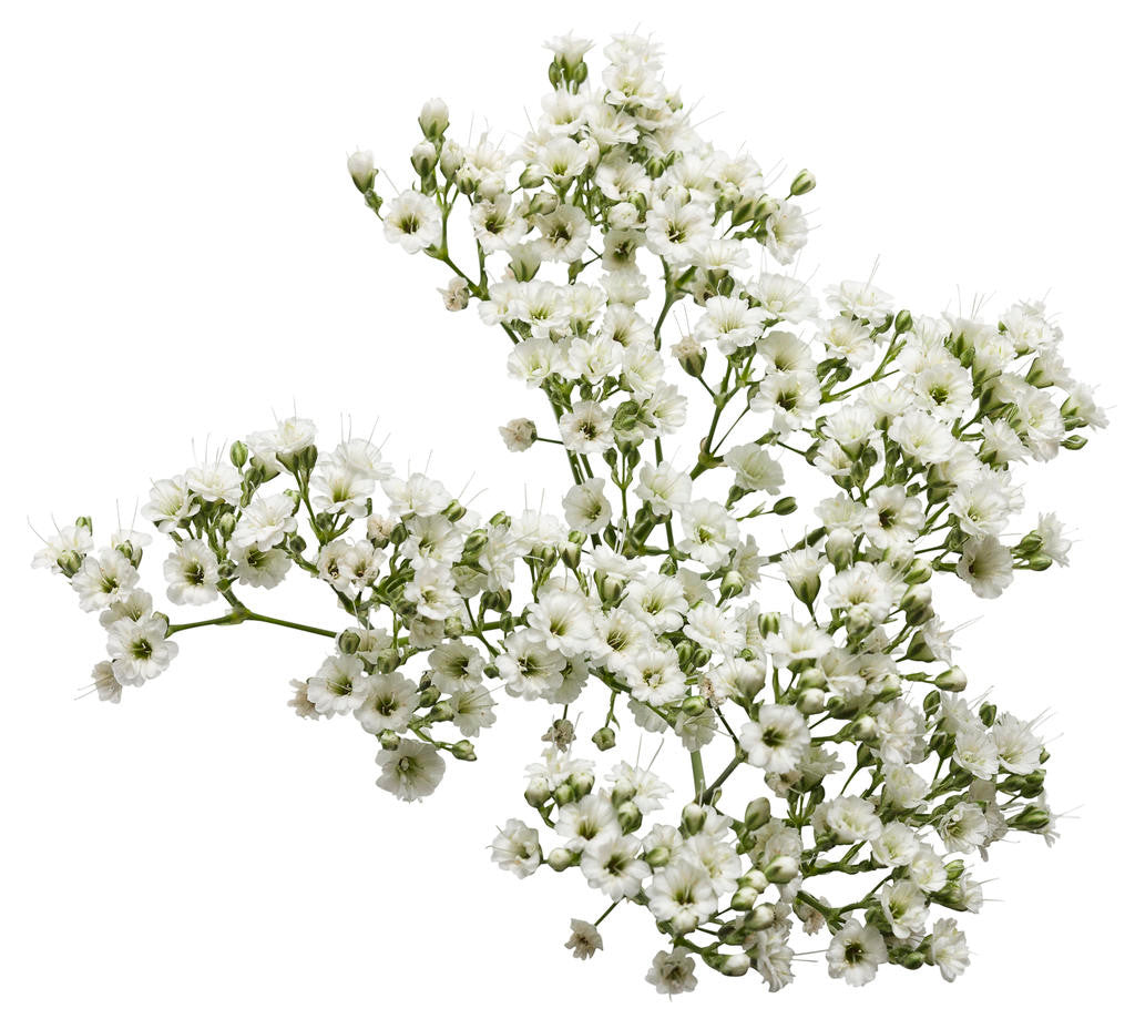 Gypsophila paniculata 'Festival Star®' bloom