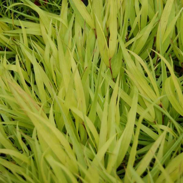 Hakonechloa macra 'All Gold' close up