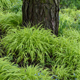 Hakonechloa macra 'All Gold'