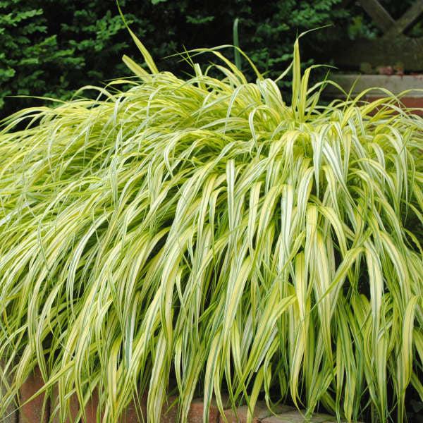 Romence Gardens Hakonechloa macra Aureola