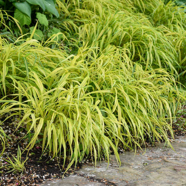 Romence Gardens Hakonechloa macra Aureola - Thumbnail 2