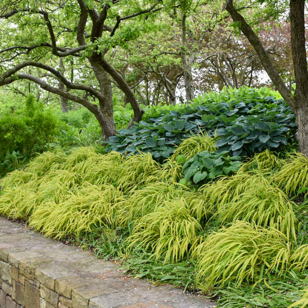 Border Plants – Romence Gardens & Greenhouses