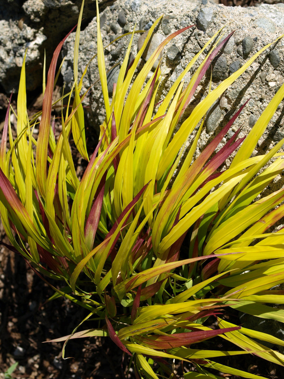 Hakonechloa macra 'SunFlare™'