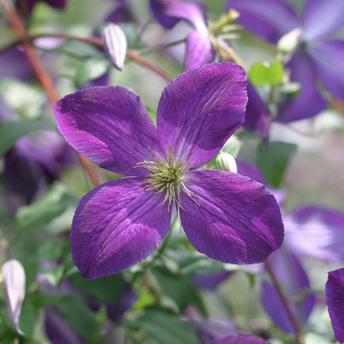 Clematis 'Happy Jack® Purple'