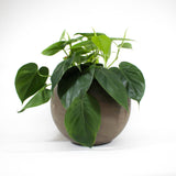 Heart Leaf Philodendron in ceramic pot