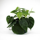 Heart Leaf Philodendron in plastic grower pot