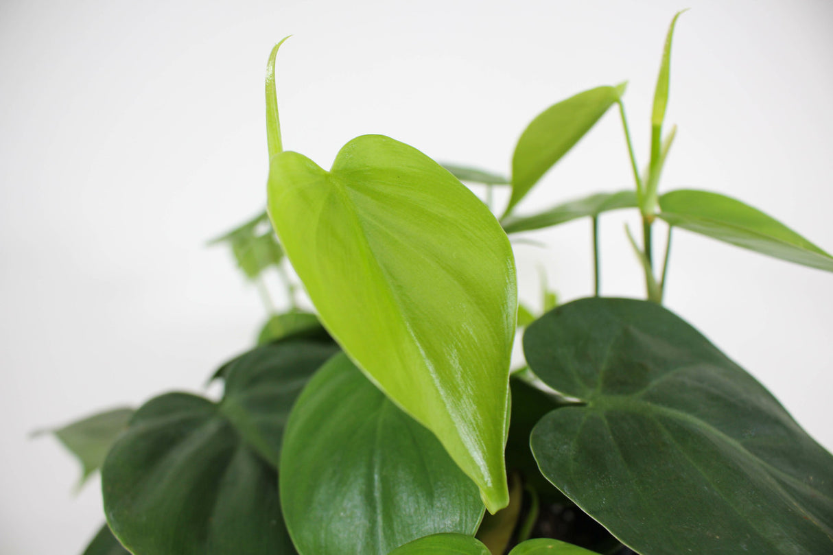 Close up of Heart Leaf Philodendron foliage