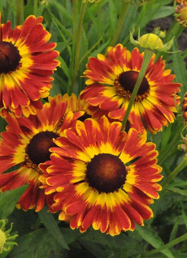 Close-up of red and yellow flowers with green leaves in the background