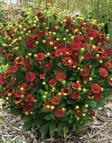 Helenium autumnale 'Mariachi™ Salsa'