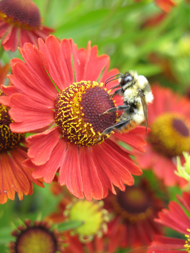 Helenium autumnale 'Mariachi™ Salsa'