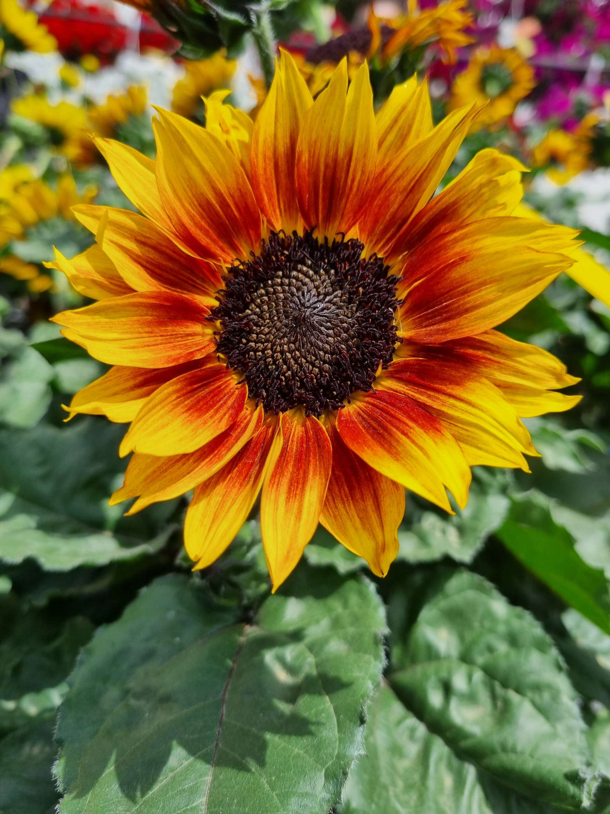 Helianthus hybrid 'Sol Seeker™ Bronze Burst'