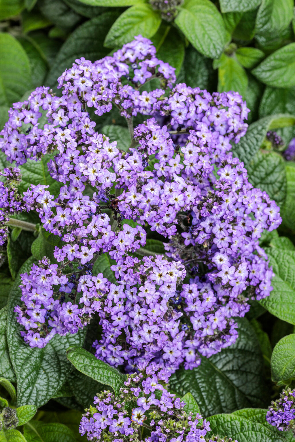 Heliotropium arborescens 'Aromagica® Purple'