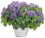 Heliotropium arborescens 'Aromagica® Purple'